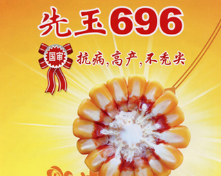 先玉696